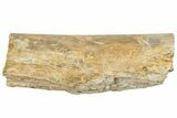 Fossil Tyrannosaur (T rex) Gastralia Rib Bone Section - Wyoming #314027-1